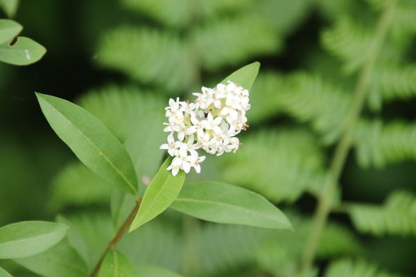 photo of Wild Privet