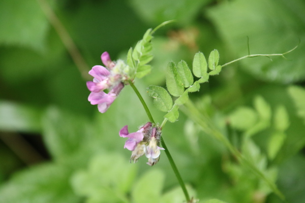 photo of Bush Vetch