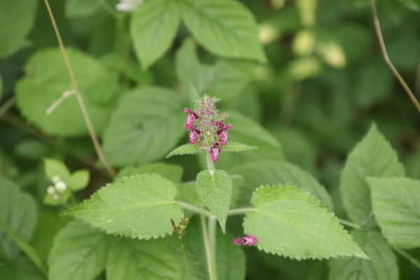photo of Hedge Woundwort