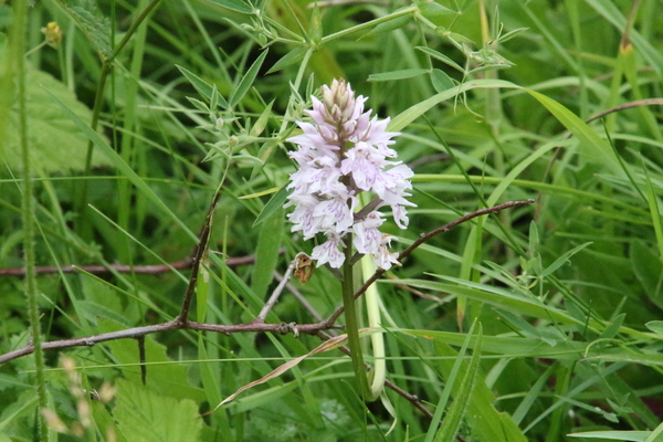 photo of Common Spotted Orchid