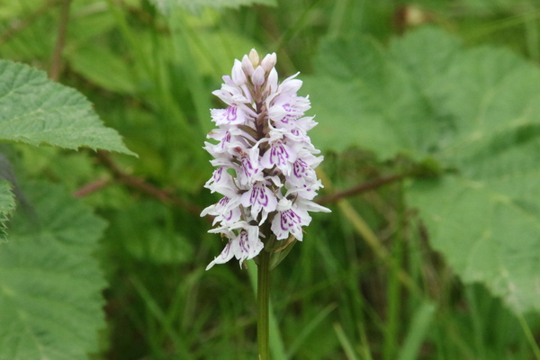 photo of Common Spotted Orchid
