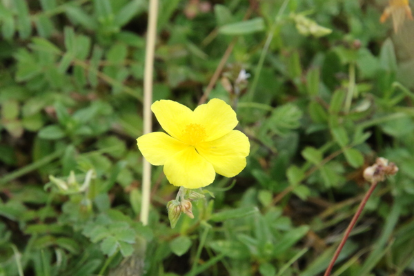 photo of Common Rockrose