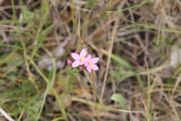 photo of Common Centaury