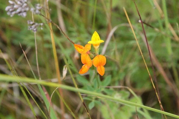 photo of Bird's Foot Trefoil