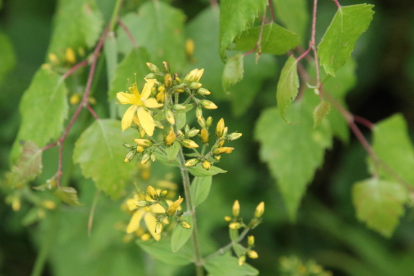 photo of Hairy St John's Wort
