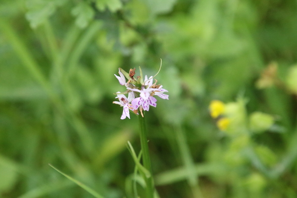 photo of Common Spotted Orchid
