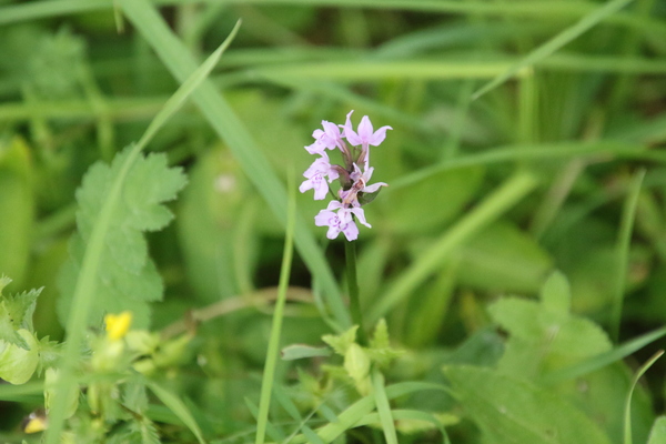 photo of Common Spotted Orchid