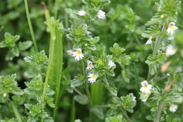 photo of Eyebright