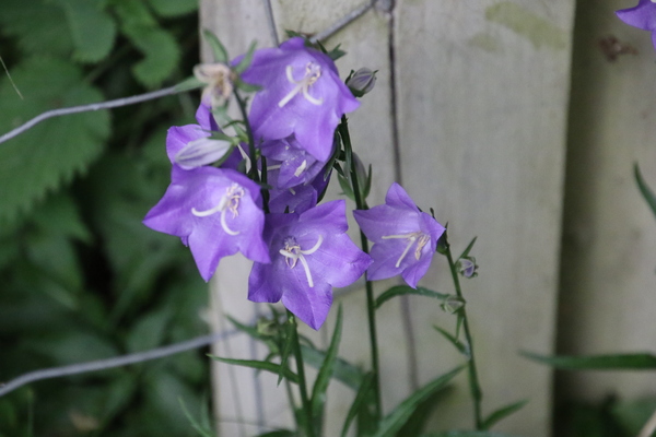 photo of Peach Leaved Bellflower