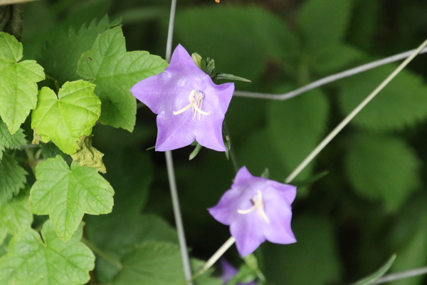 photo of Peach Leaved Bellflower