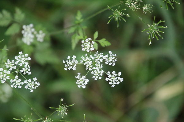 photo of Rough Chervil