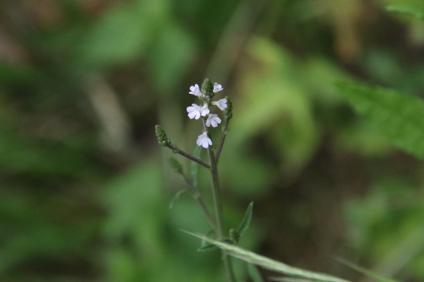 photo of Vervain