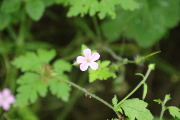 photo of Herb Robert