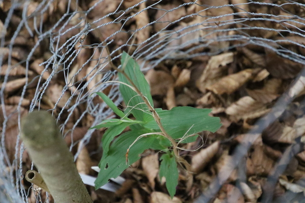 photo of Broad Leaved Helleborine