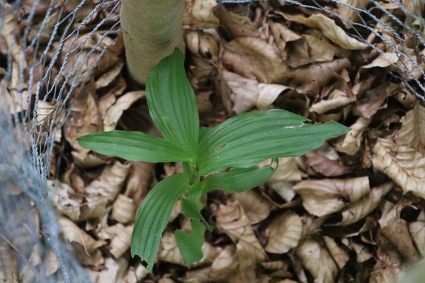 photo of Broad Leaved Helleborine