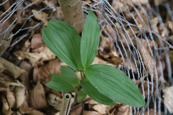 photo of Broad Leaved Helleborine