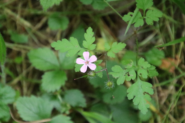 photo of Herb Robert