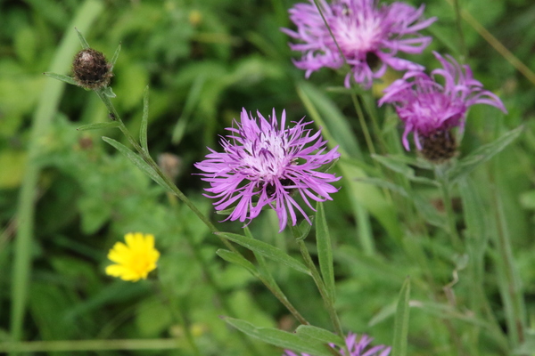 photo of Brown Knapweed