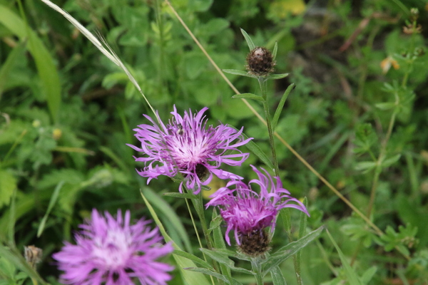 photo of Brown Knapweed