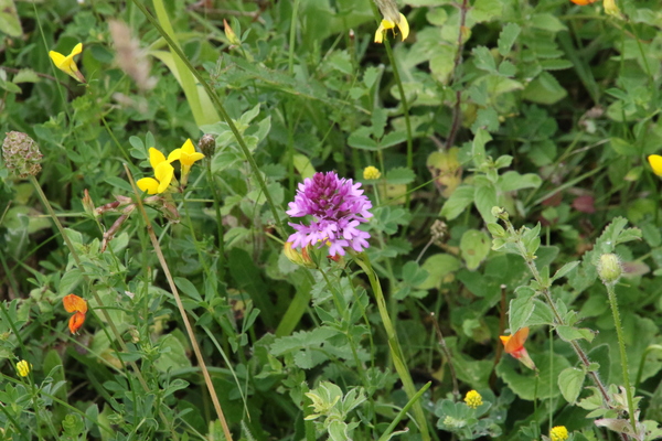 photo of Pyramidal Orchid