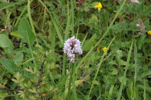 photo of Common Spotted Orchid