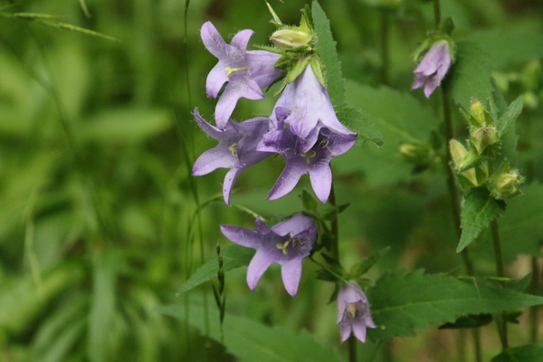 photo of Nettle Leaved Bellflower