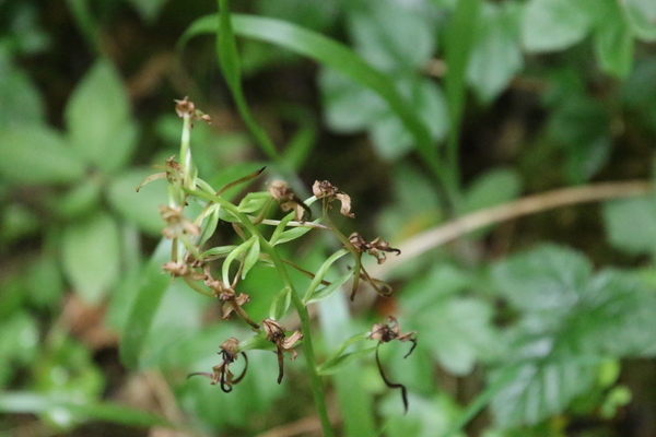 photo of Lesser Butterfly Orchid