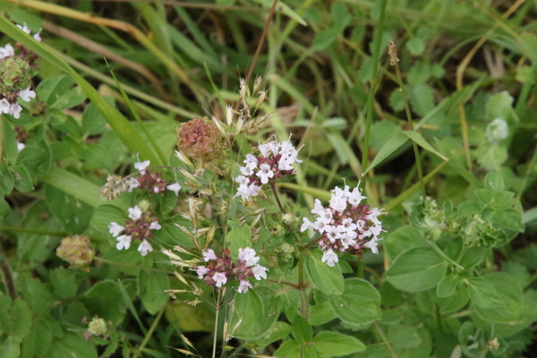 photo of Wild Marjoram