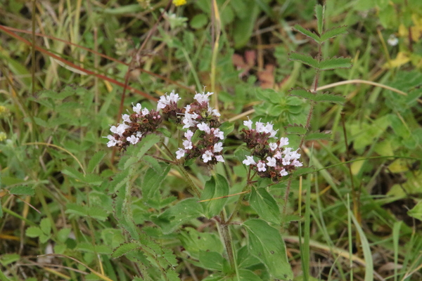 photo of Wild Marjoram