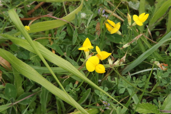 photo of Bird's Foot Trefoil