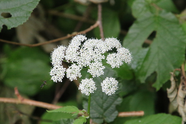 photo of Ground Elder