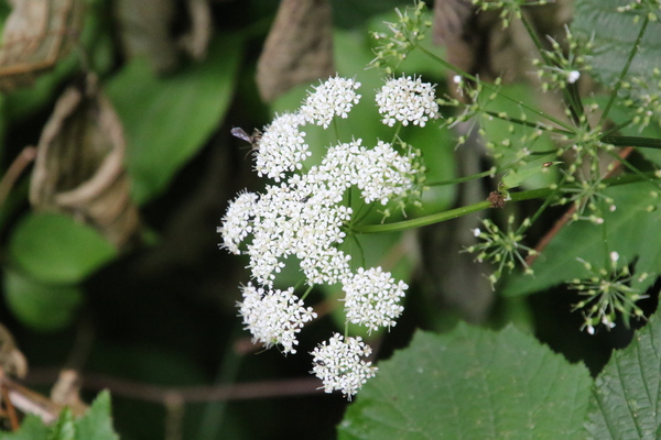 photo of Ground Elder