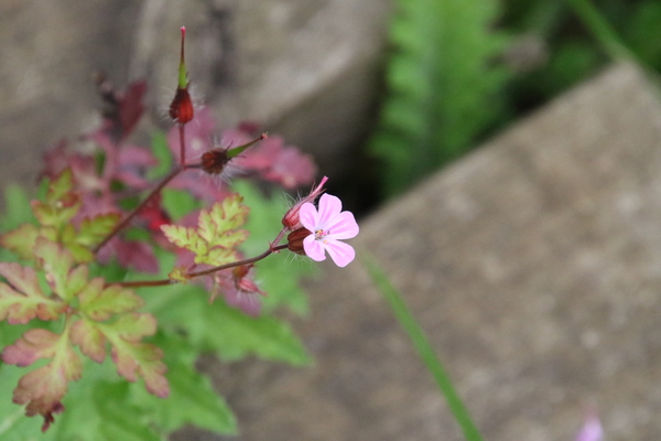 photo of Herb Robert