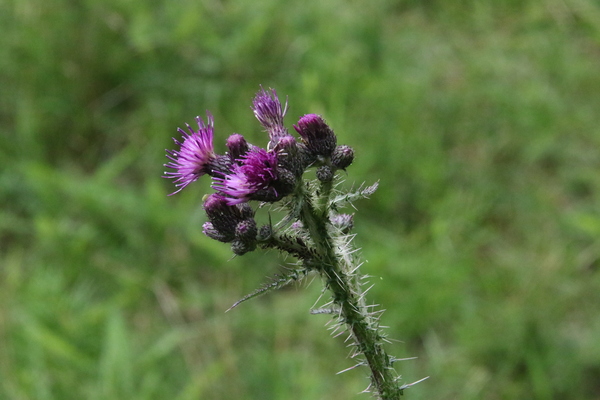 photo of Marsh Thistle
