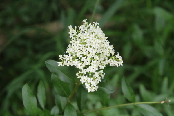 photo of Wild Privet