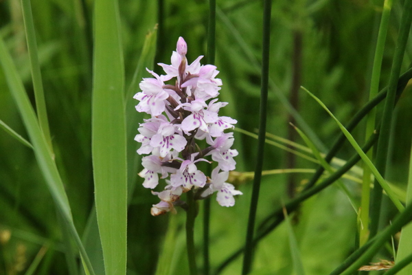photo of Common Spotted Orchid