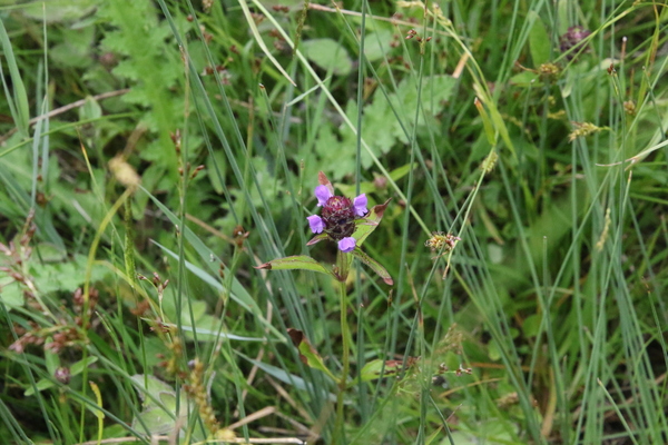 photo of Selfheal