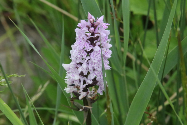 photo of Common Spotted Orchid