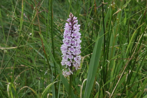photo of Common Spotted Orchid