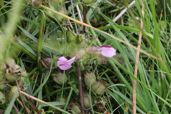 photo of Marsh Lousewort