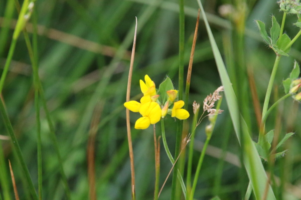 photo of Bird's Foot Trefoil