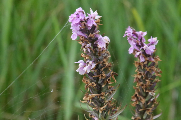 photo of Southern Marsh Orchid