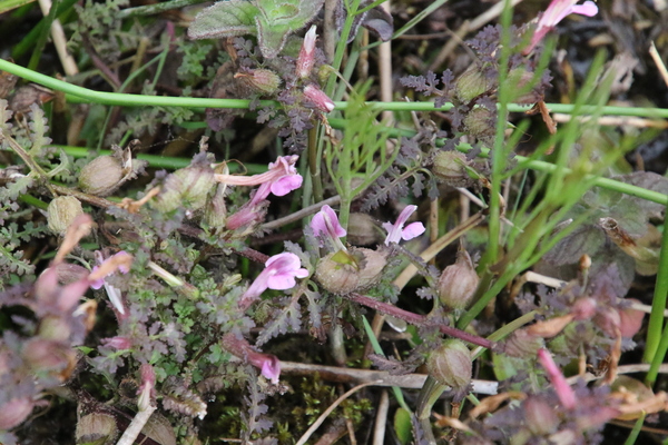 photo of Marsh Lousewort
