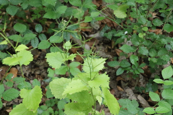 photo of Garlic Mustard
