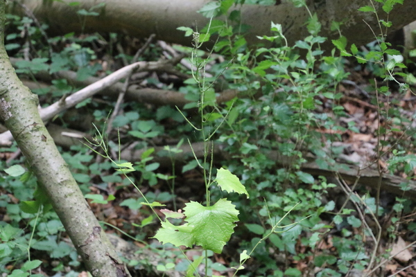 photo of Garlic Mustard