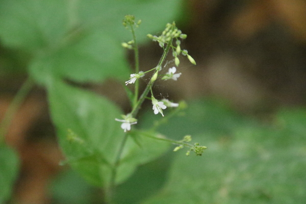 photo of Enchanter's Nightshade