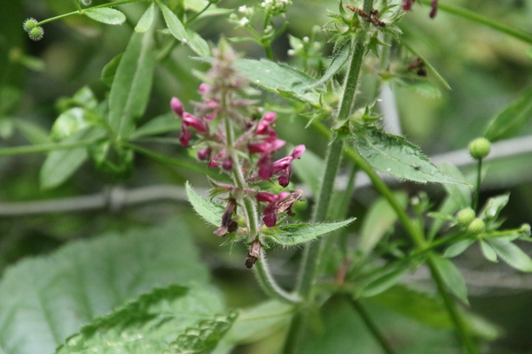 photo of Hedge Woundwort