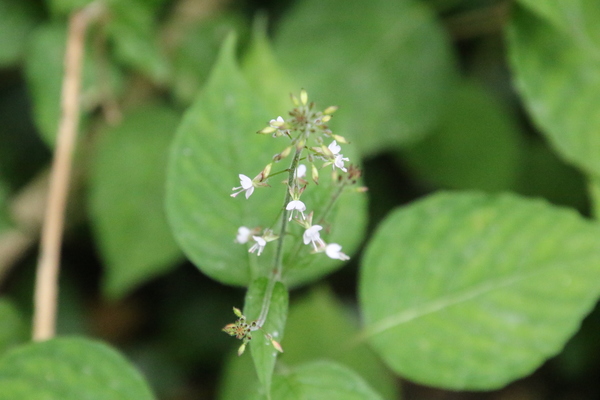 photo of Enchanter's Nightshade