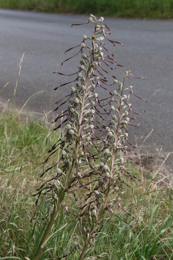 photo of Lizard Orchid