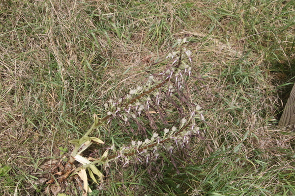 photo of Lizard Orchid
